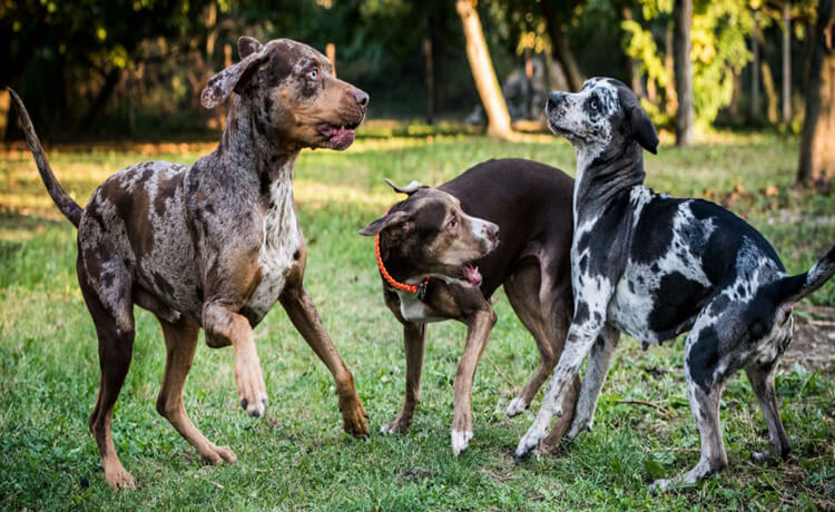 Catahoula Leopard Dog